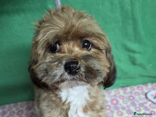 Cavapoo dogs PIPPA – Cavapoo (Female) - Advert 1