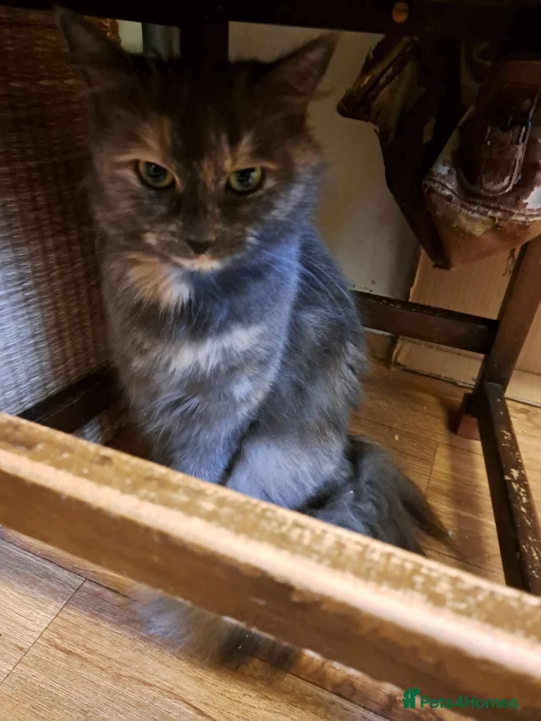 Mixed Breed cats for sale: 3 gorgerous kittens  - Advert 1