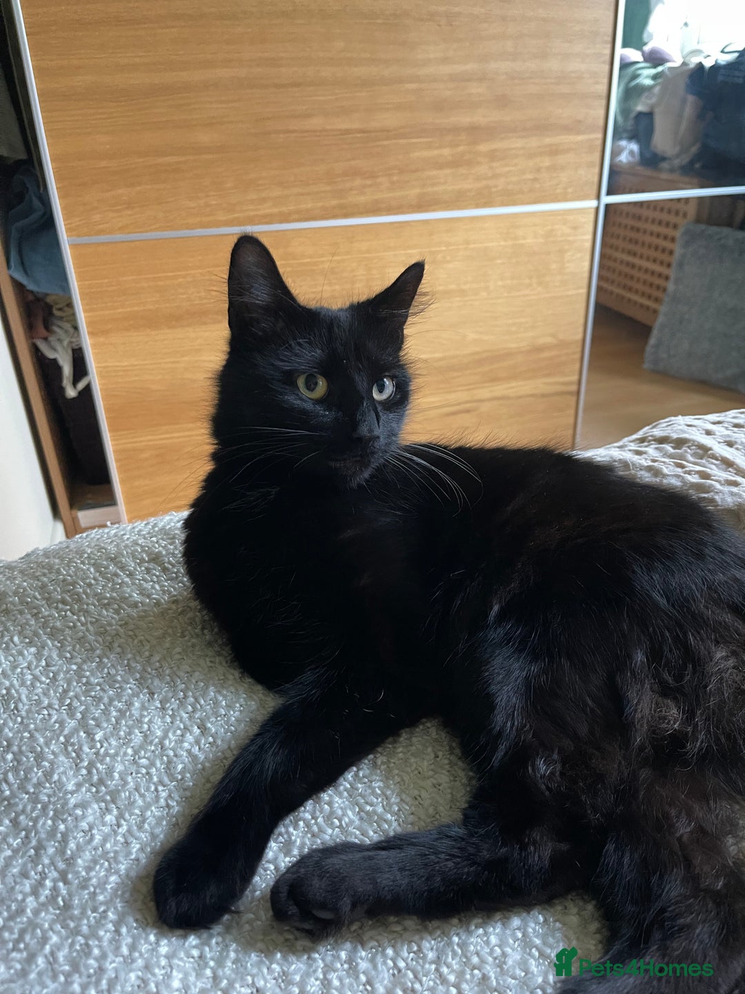 Mixed Breed cats for sale: 5 gorgeous fluffy tuxedo kittens - Image 14