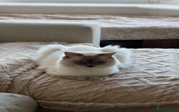 Ragdoll cats for sale: 🐾 5 Beautiful Ragdoll Kittens - Parents GCCF 🐾 - Image 5