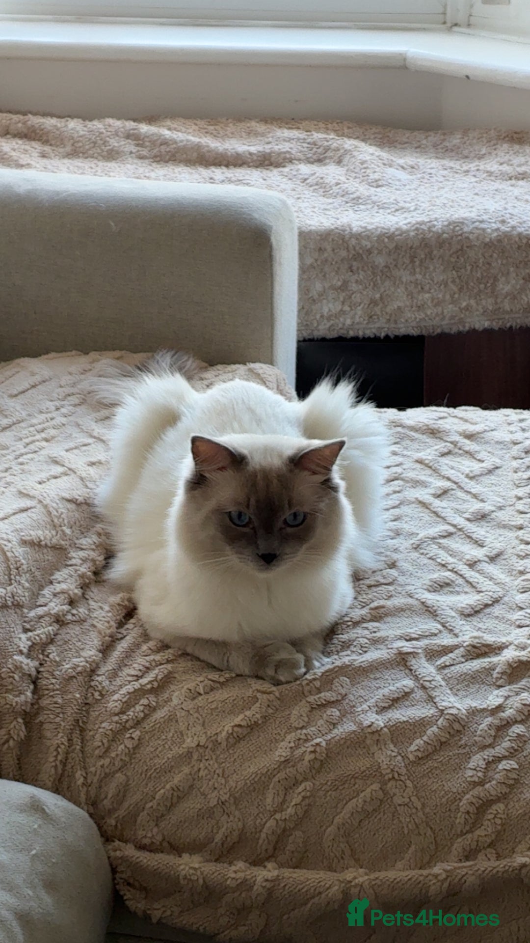 Ragdoll cats for sale: 🐾 5 Beautiful Ragdoll Kittens - Parents GCCF 🐾 - Image 5