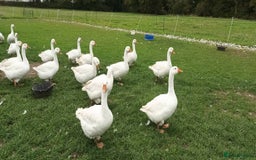 Geese poultry for sale: Large-strain Embden Geese-varying ages 2025 hatch - Image 4