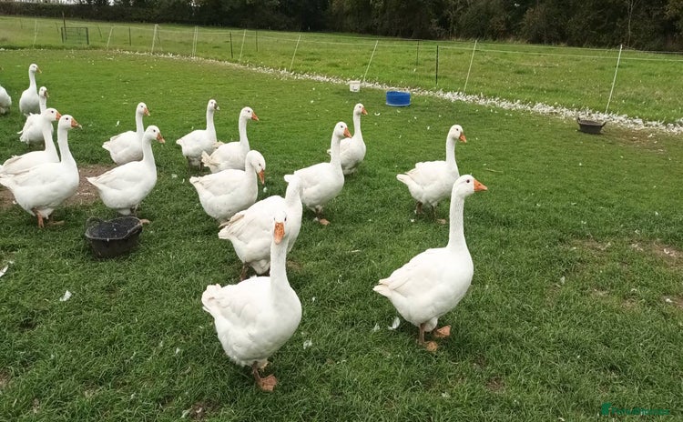 Geese poultry - Advert 11