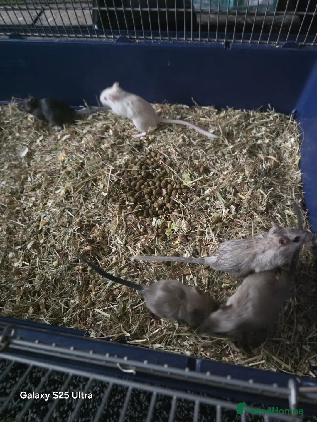 Gerbil rodents for sale: Baby Gerbils  in Nuneaton - Advert 2
