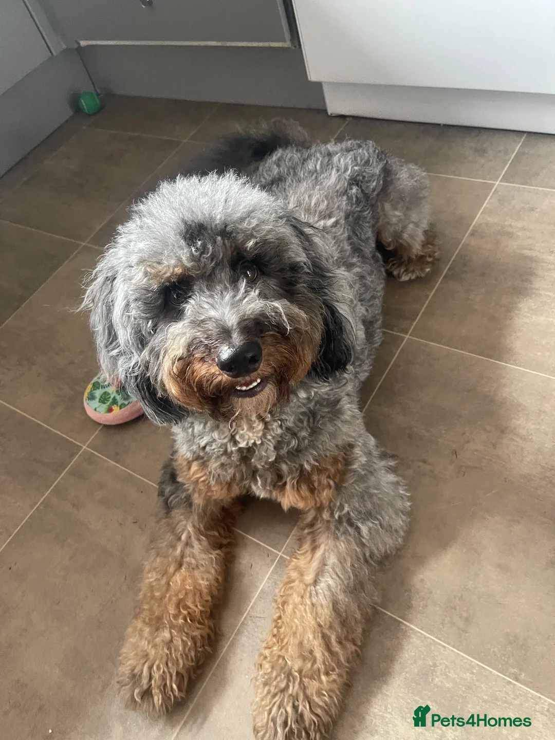 Cockapoo dogs for sale: Boy cockapoo  - Advert 1