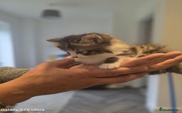 Norwegian Forest Cat cats for sale: 1 half Norwegian Forrest cat fluffy female  - Image 2