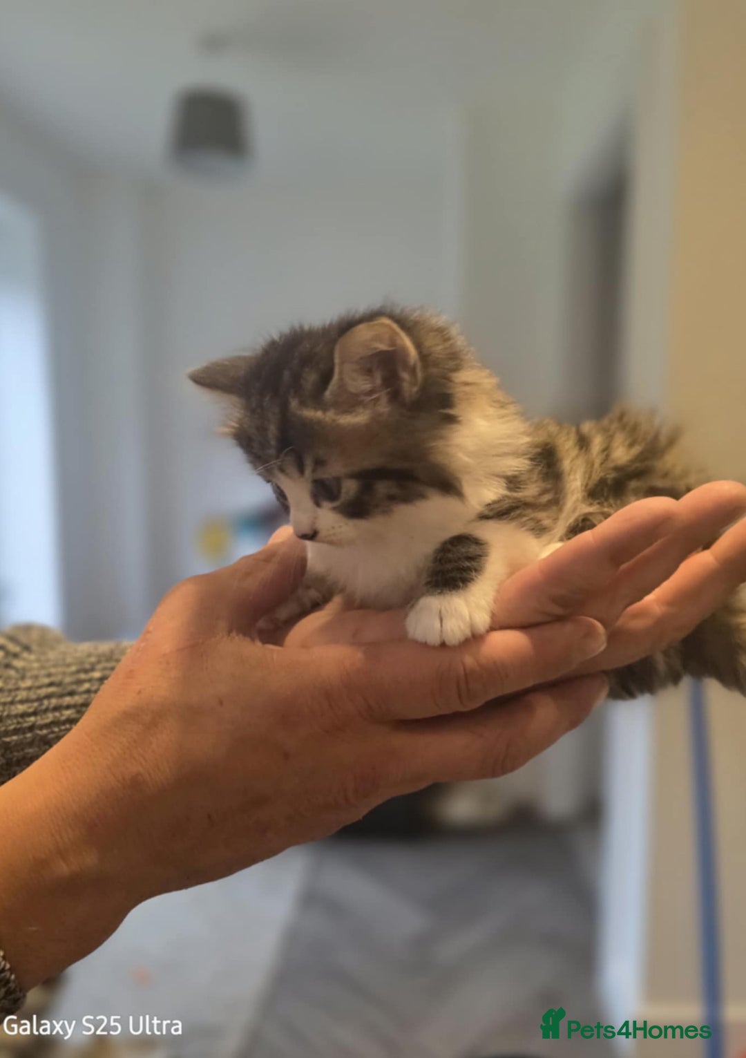 Norwegian Forest Cat cats for sale: 1 half Norwegian Forrest cat fluffy female  - Image 2