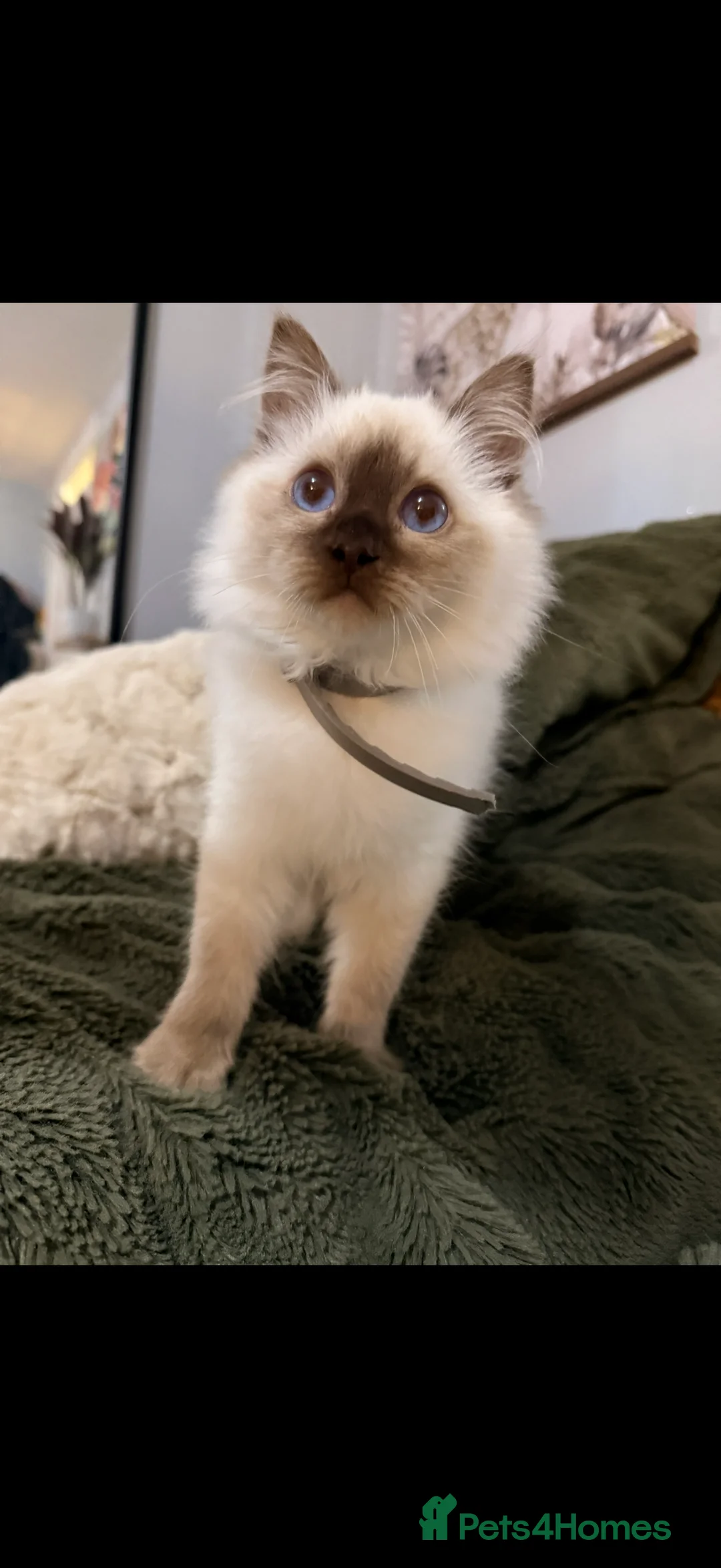 Ragdoll cats for sale: Stunning Ragdoll kittens READY TO COLLECT TODAY - Advert 1