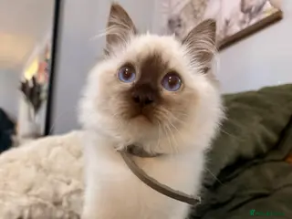 Ragdoll cats Stunning Ragdoll kittens READY TO COLLECT TODAY - Advert 5