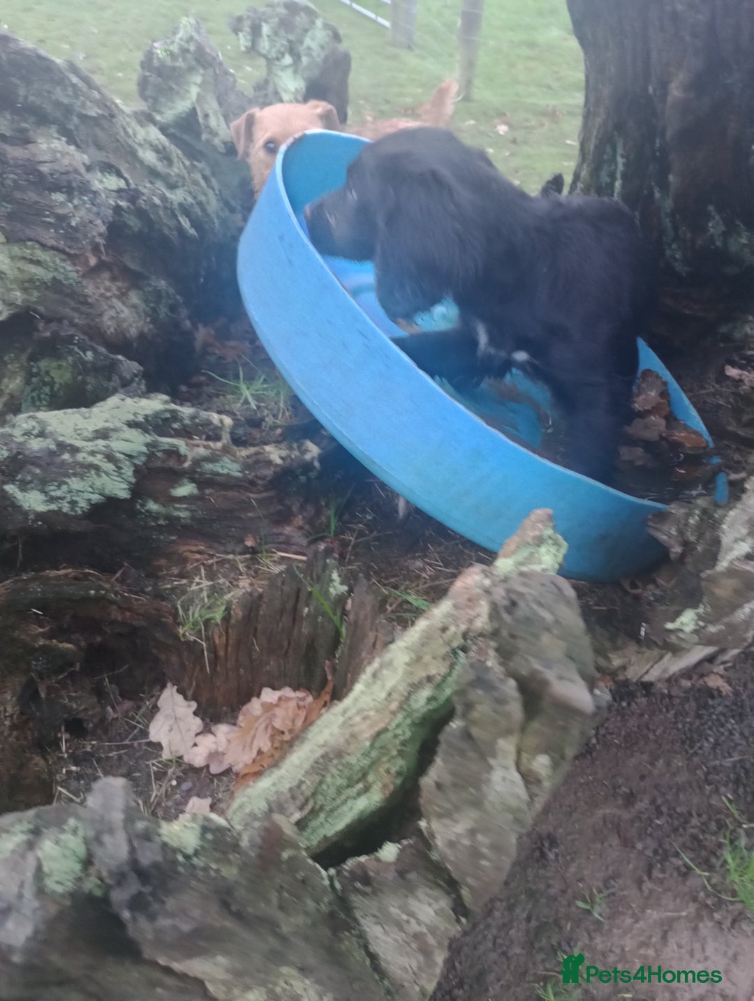 Cocker Spaniel dogs for sale: Cocker Spaniels READY NOW - working - Advert 3