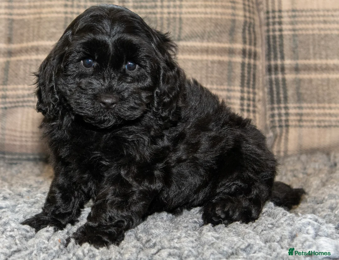 Cavapoo dogs for sale: F1B Cavapoo - 2 puppies left  - Advert 9