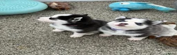 Pomsky dogs for sale: F3 Pomsky Puppies - all blue eyed  - Advert 32