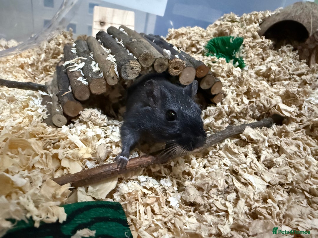 Gerbil rodents for sale: Male gerbil. OPEN TO OFFERS - Image 5