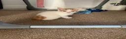 Mixed Breed cats for sale: 3 girl kittens  in Kingswinford - Advert 2