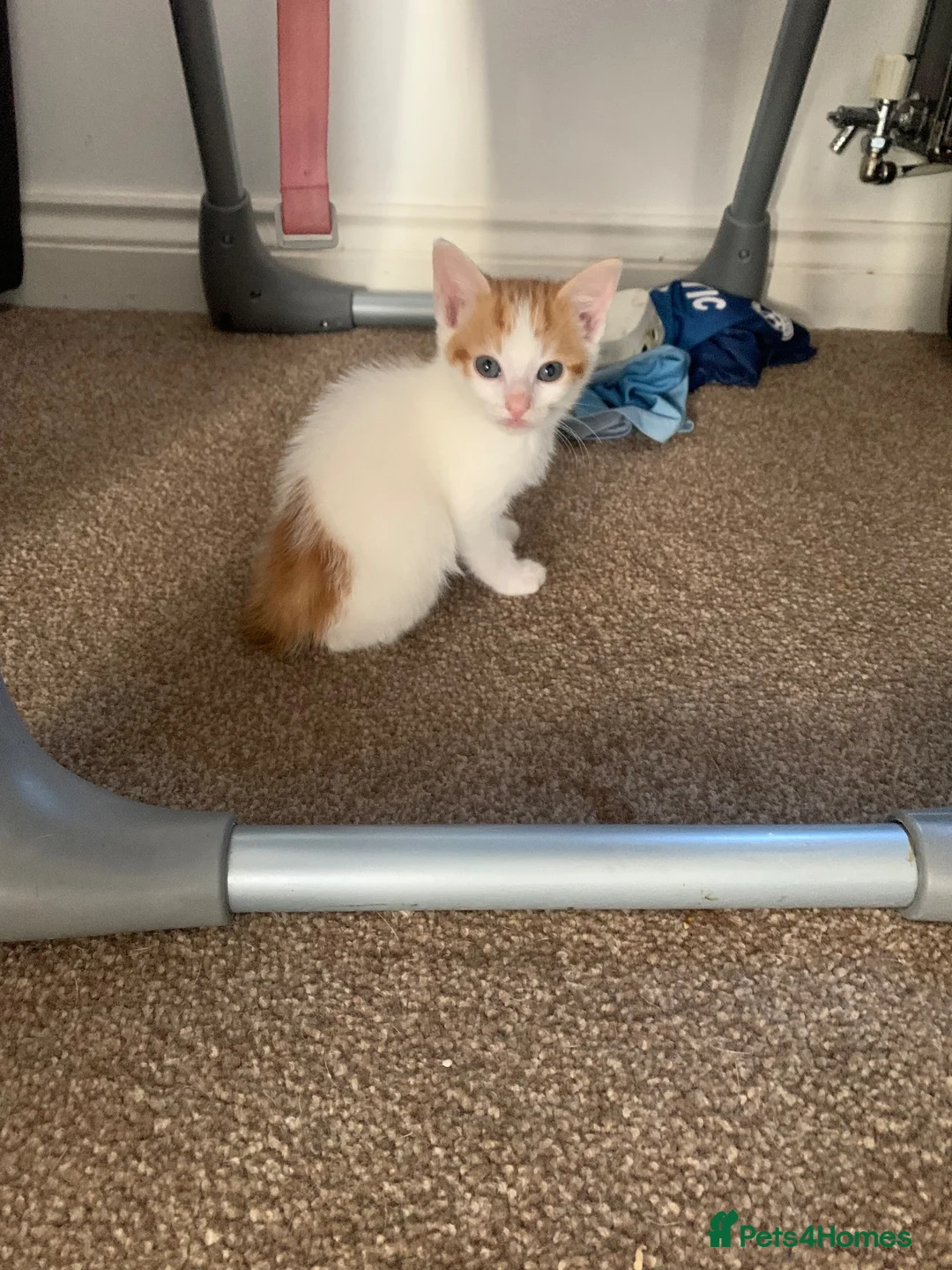 Mixed Breed cats for sale: 3 girl kittens  in Kingswinford - Advert 2
