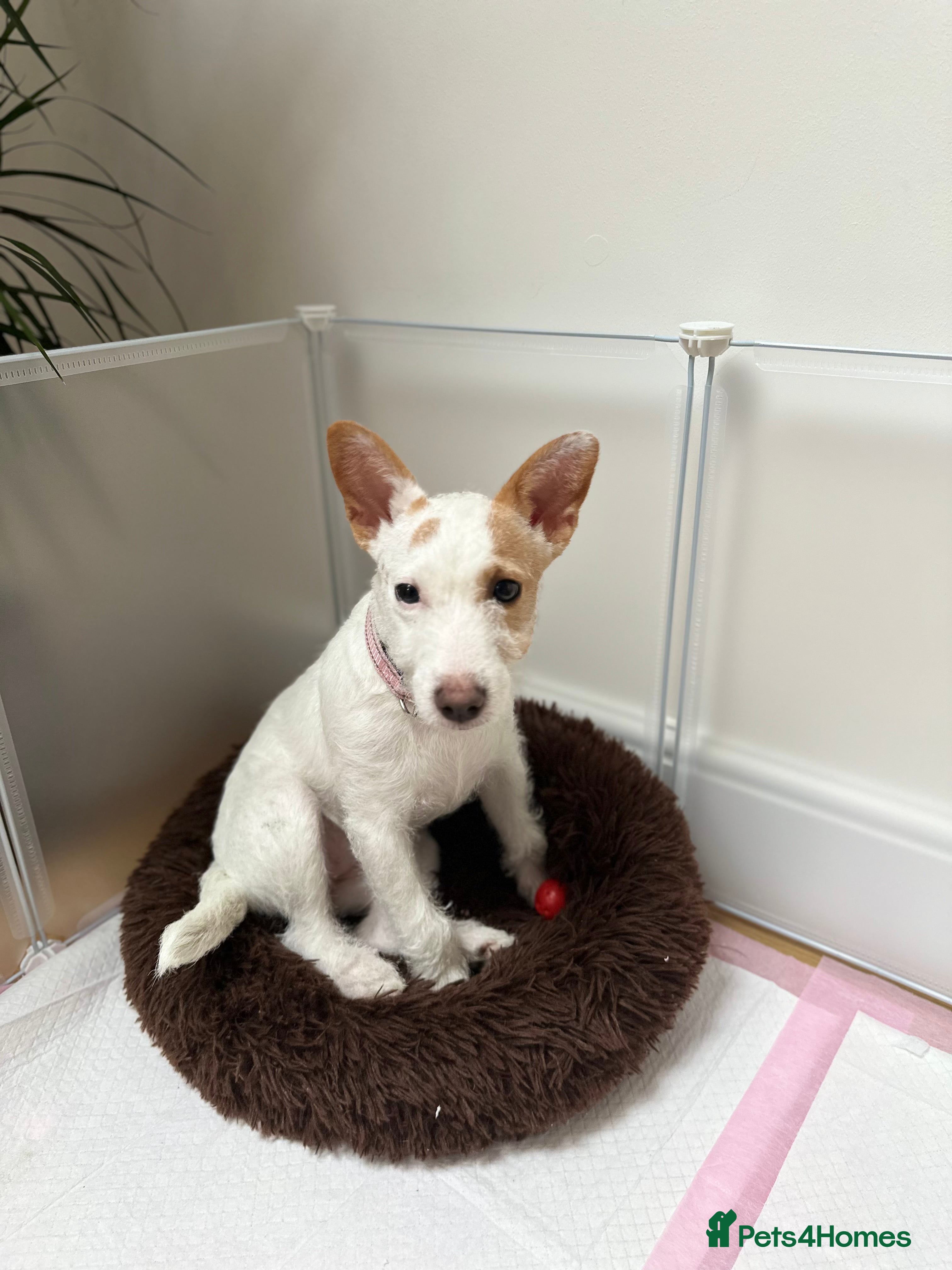 Jack Russell dogs Jack Russell  - Advert 1