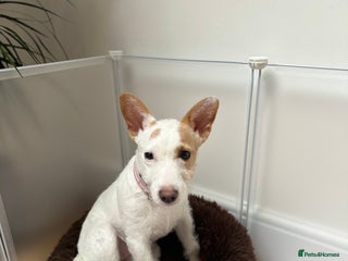 Jack Russell dogs Jack Russell - Advert 2