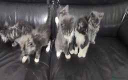 Maine Coon cats for sale: XXL Pure Maine Coon kittens for sale  - Image 9
