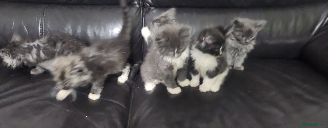 Maine Coon cats for sale: XXL Pure Maine Coon kittens for sale  - Image 9