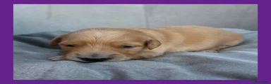 Purple Boy