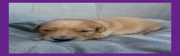 Golden Retriever dogs for sale: KC Puppies cream & gold - Advert 29