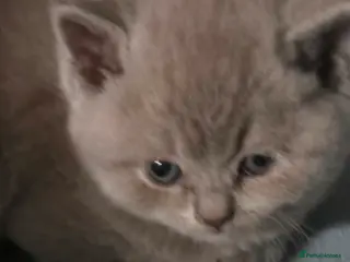 British Shorthair cats British short hair kittens only one boys left - Advert 2