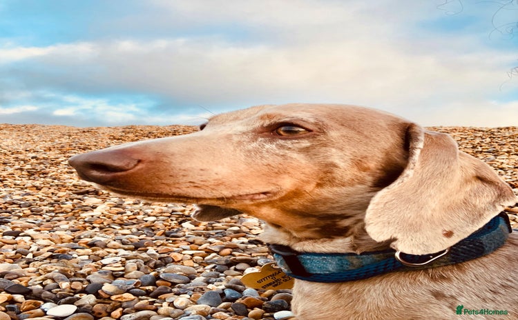 Dachshund dogs - Advert 2