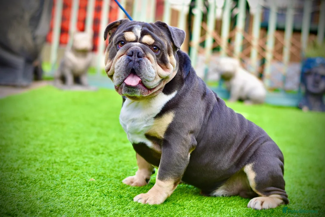 English Bulldog dogs for stud: CARLOS ENGLISH BULLDOG STUD in Canvey Island - Advert 2