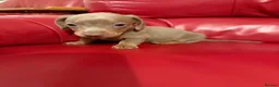 Miniature Dachshund dogs for sale: KC pure Miniature Dachshunds   - Advert 10
