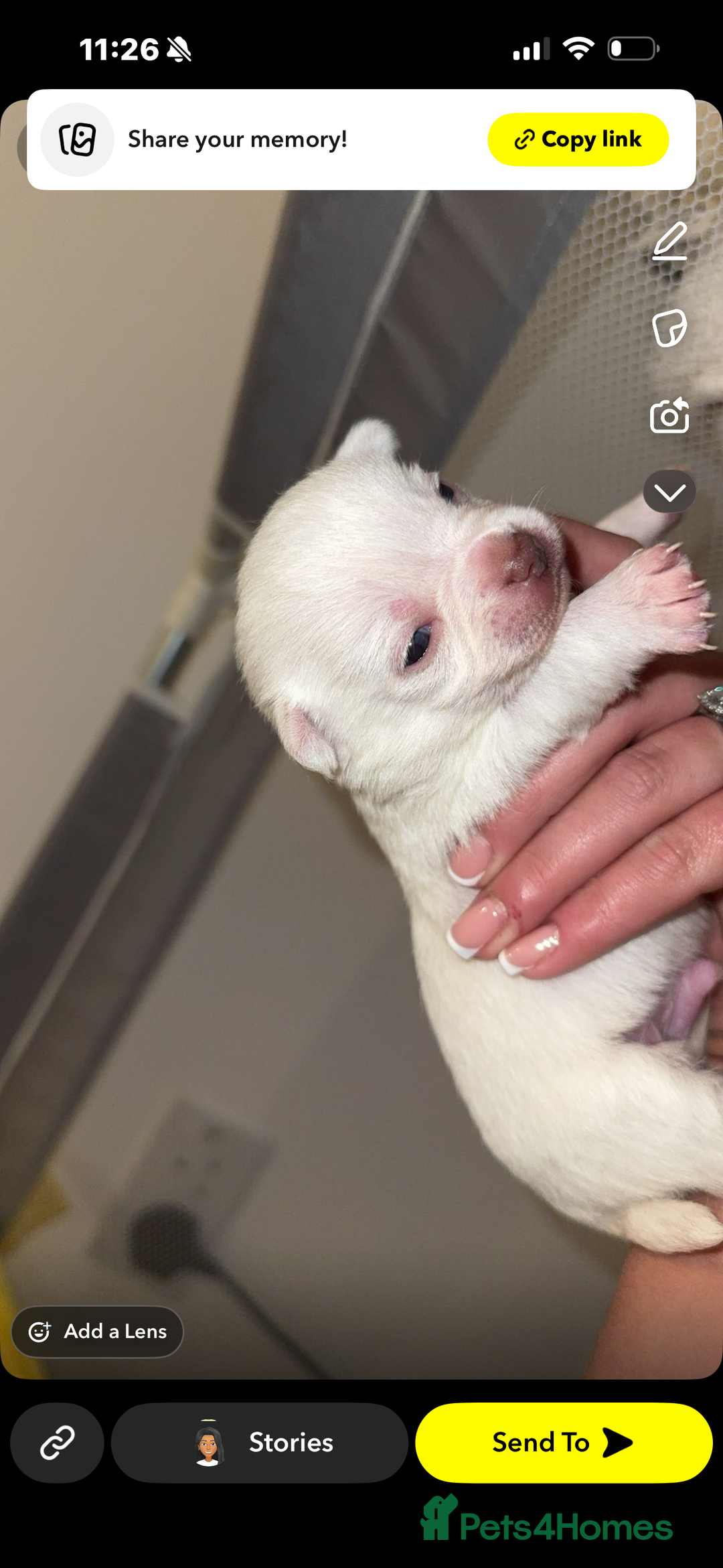 Chihuahua dogs for sale: Beautiful chihuahuas puppies for sale  - Advert 6