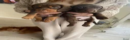 Mixed Breed dogs for sale: Miniature daschaund x cocker spaniel - Advert 3