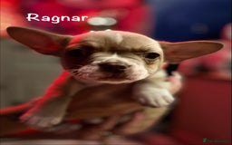Mixed Breed dogs for sale: Adorable French Bulldog x Chihuahua Male Puppies - Image 4