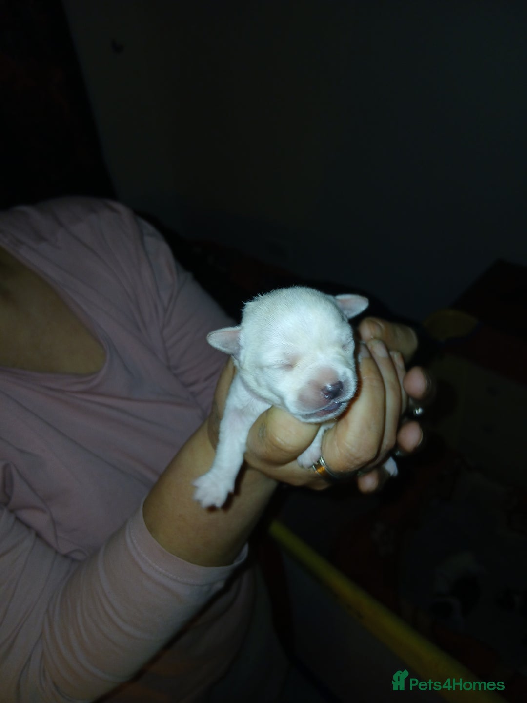 Chihuahua dogs for sale: Chihuahua puppys - Advert 8