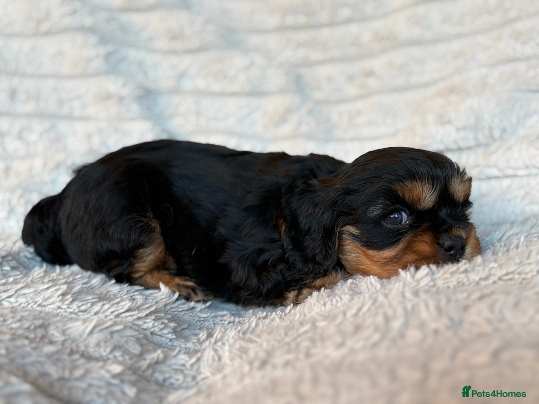 Cavalier King Charles Spaniel dogs for sale: Cavalier King Charles spaniel puppies - Advert 4