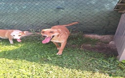 Mixed Breed dogs for adoption: Sandy is looking for a home! - Image 3