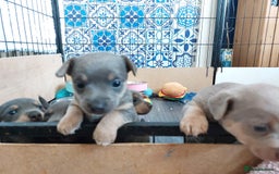 Jack Russell dogs for sale: Lilac/Blue Jack Russell puppies  in Hornchurch - Image 29