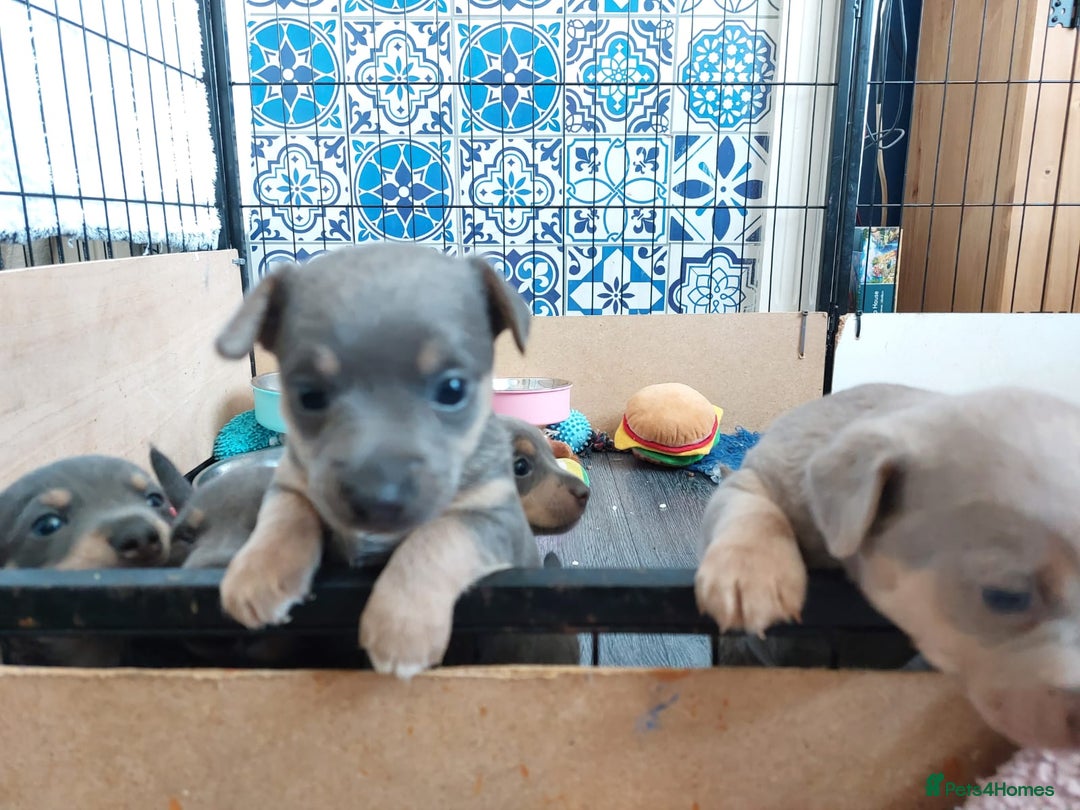 Jack Russell dogs for sale: Lilac/Blue Jack Russell puppies  in Hornchurch - Image 29