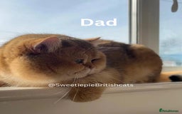 British Shorthair cats for sale: GCCF Reg Show quality & Champion line Goldens - Image 4