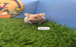Hamster rodents for sale: Syrian Hamster Babies Baby Boy Girl Male Female    - Image 4