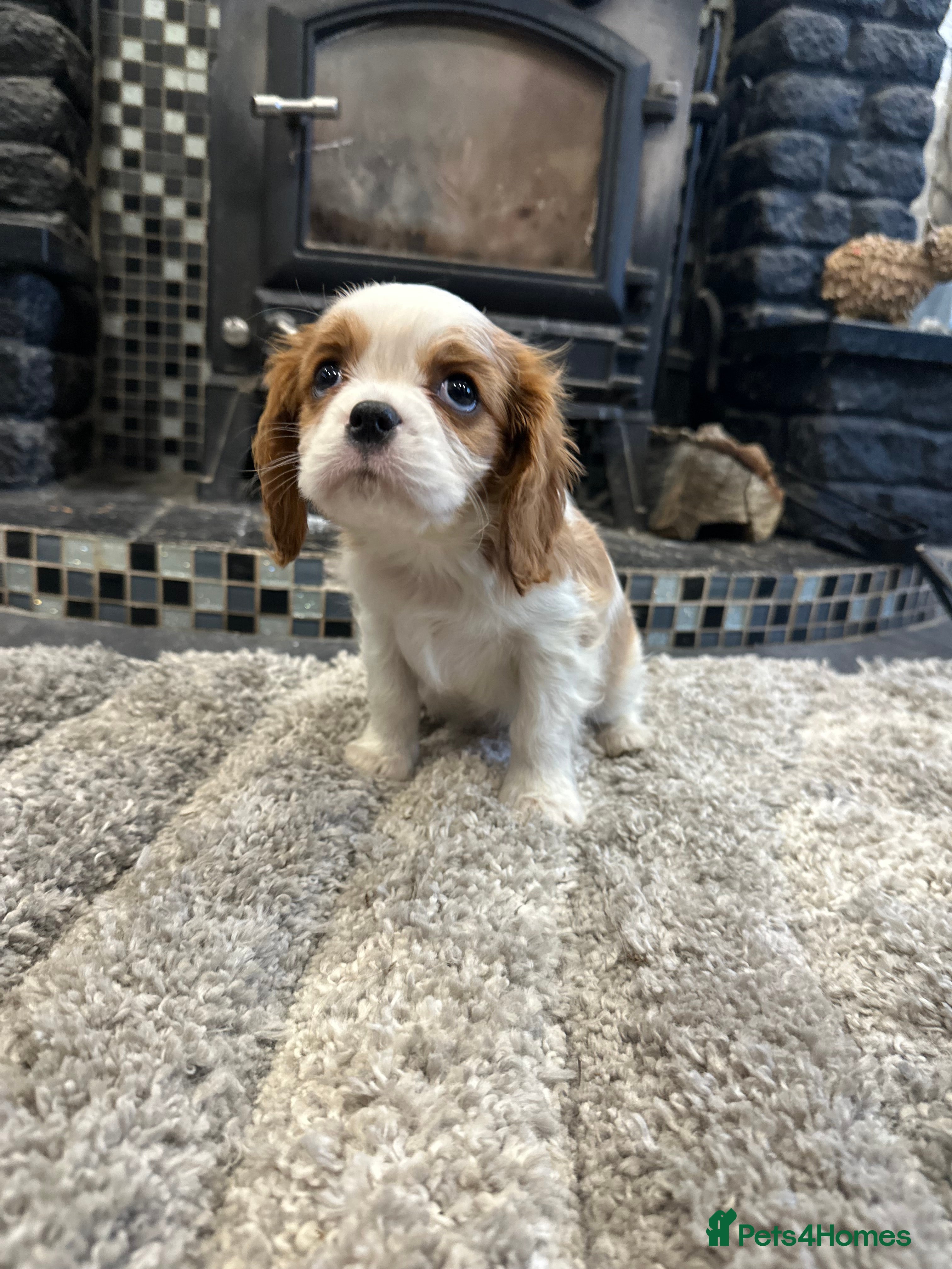 Cavalier King Charles Spaniel dogs ** DNA CLEAR 🧬 KC REGISTERED CAVALIER PUPPIES ** - Advert 6