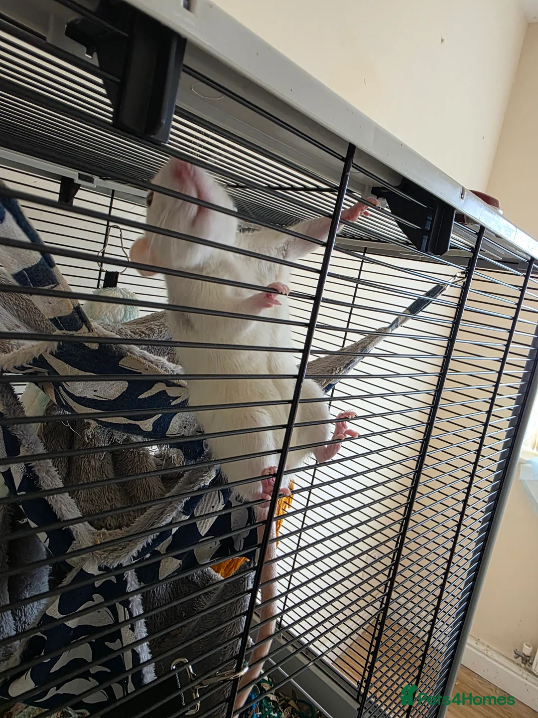 Rat rodents for sale: 2 female and 1 male  - Advert 2
