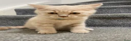 British Shorthair cats for sale:  GCCF British Longhair boy ready now  - Advert 15