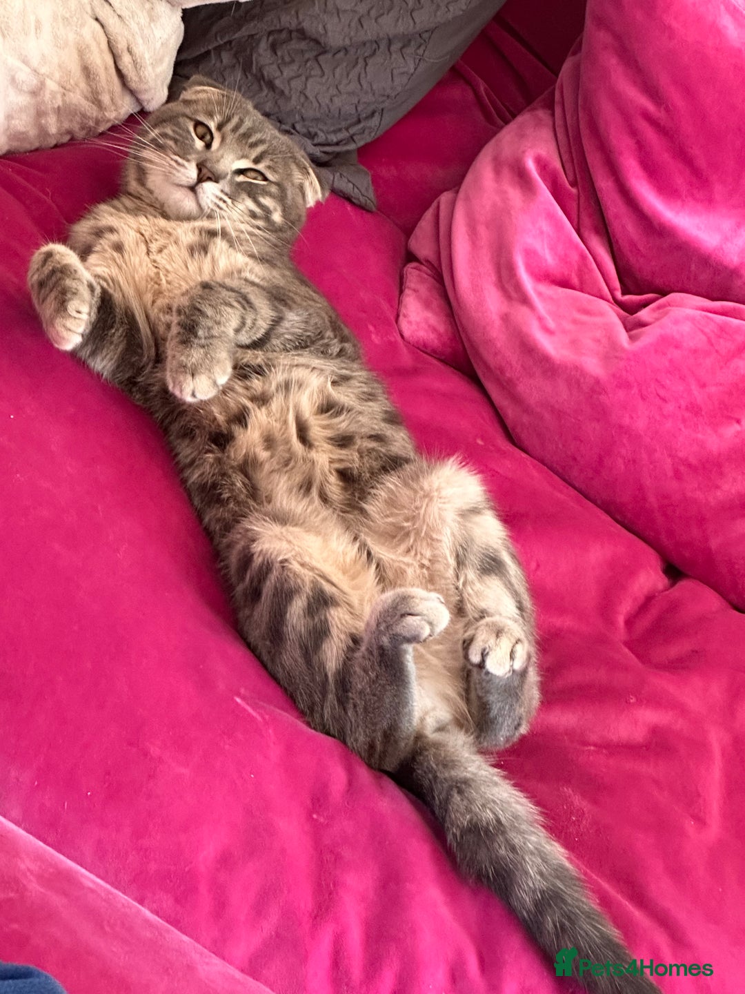 Scottish Fold cats for sale: 3 purring lovebugs - Image 15