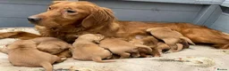 Golden Retriever dogs for sale: DARK RED KC REG GOLDEN PUPPIES HEALTH TESTED CLEAR - Advert 11