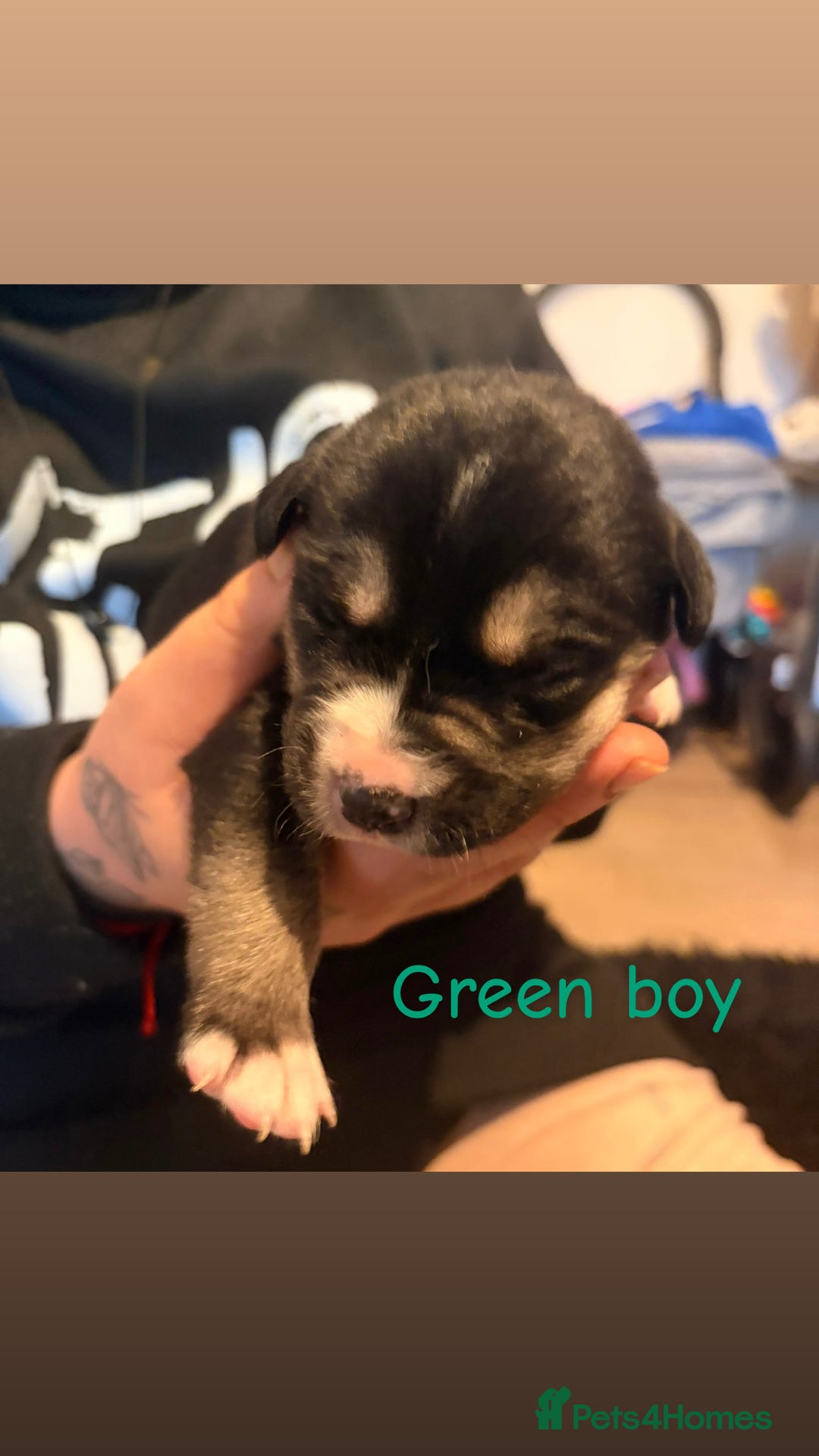 Mixed Breed dogs for sale: Border collie mix pups - Advert 2