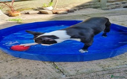 Boston Terrier dogs for stud: KC Reg Boston Terrier for Stud - Image 10