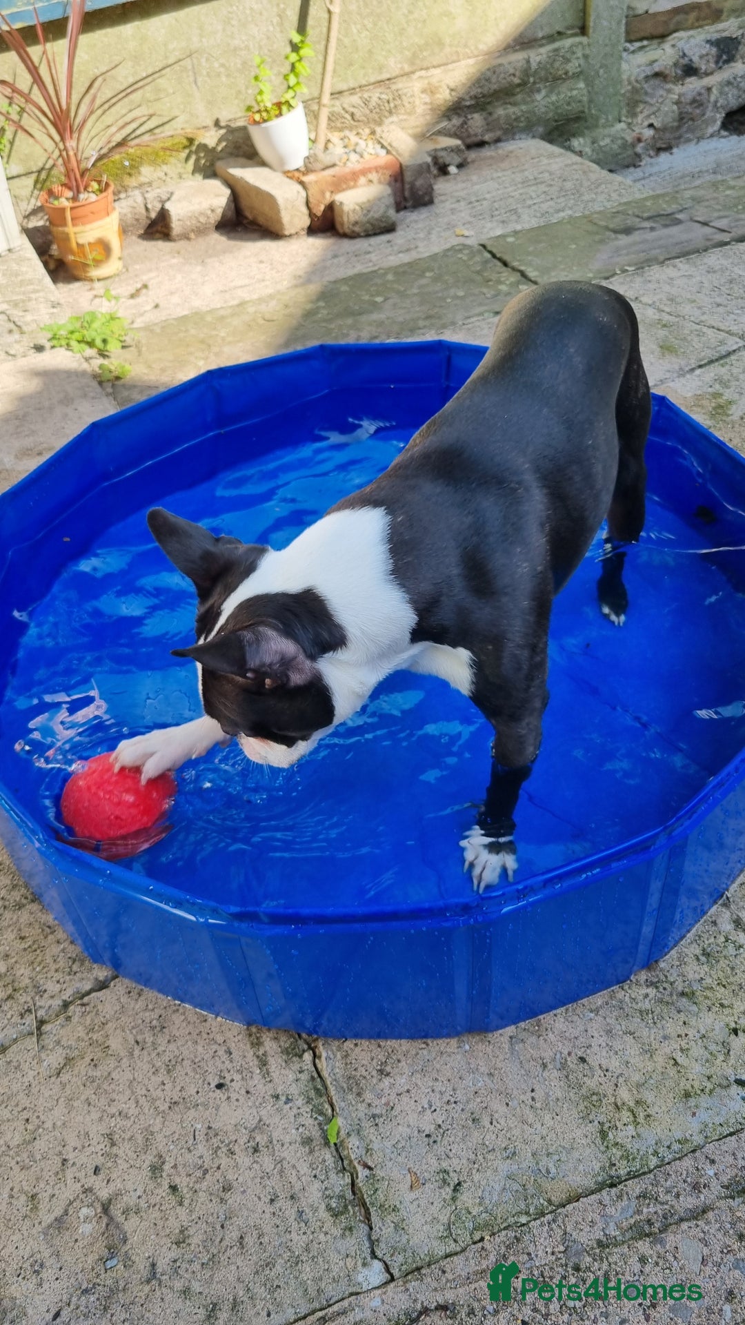 Boston Terrier dogs for stud: KC Reg Boston Terrier for Stud - Image 10