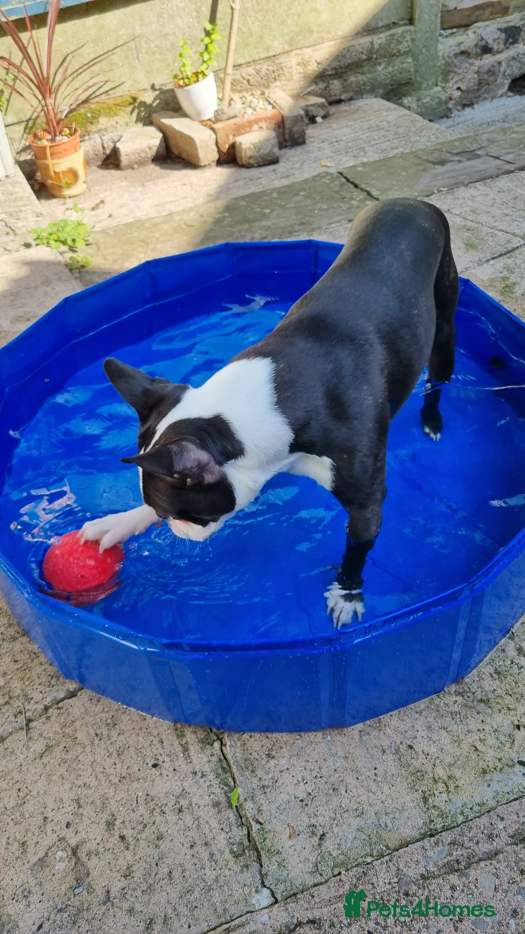 Boston Terrier dogs for stud: Proven KC Reg Boston Terrier for Stud - Advert 10