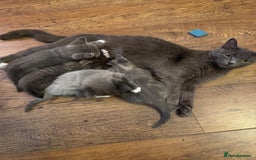 British Shorthair cats for sale: Beautiful cats  - Image 3