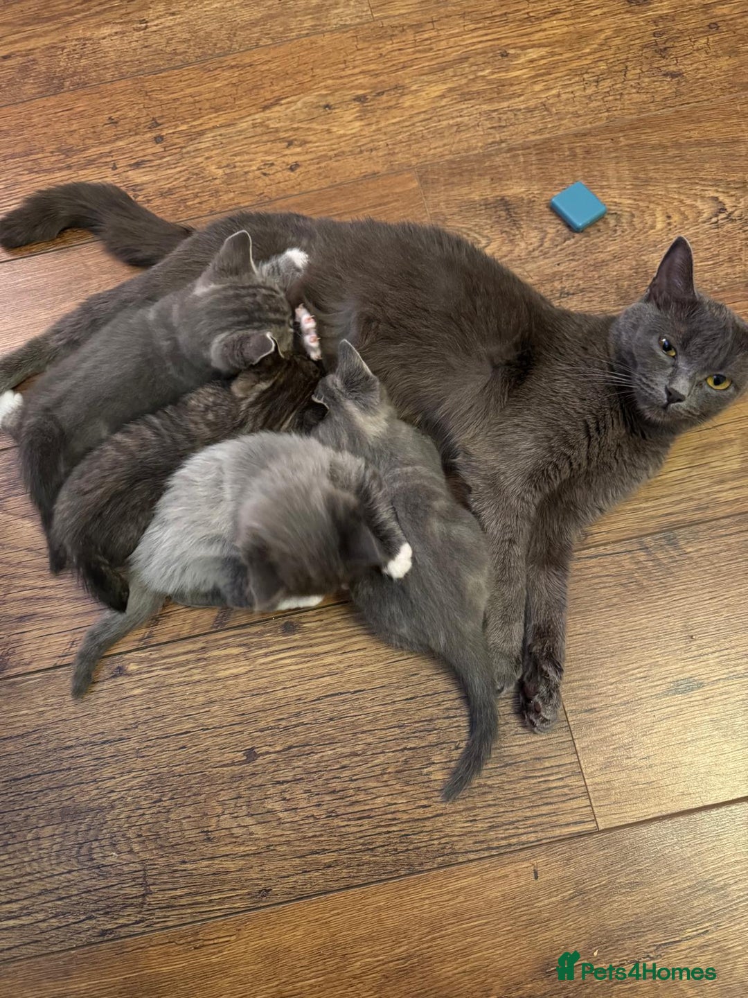 British Shorthair cats for sale: Beautiful cats  - Image 3